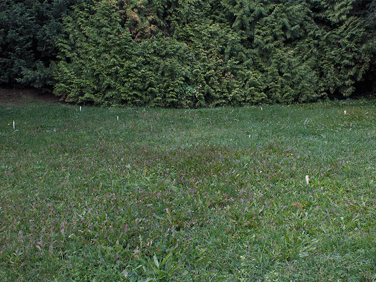 Repertorio, lambda print, 20x15cm, 1/3+PA, 2014.