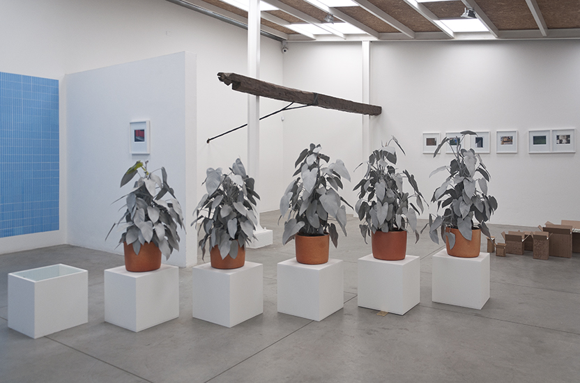 Marlon de Azambuja, Herencia, Escultura viva. Spray gris sobre planta nativa. 2015