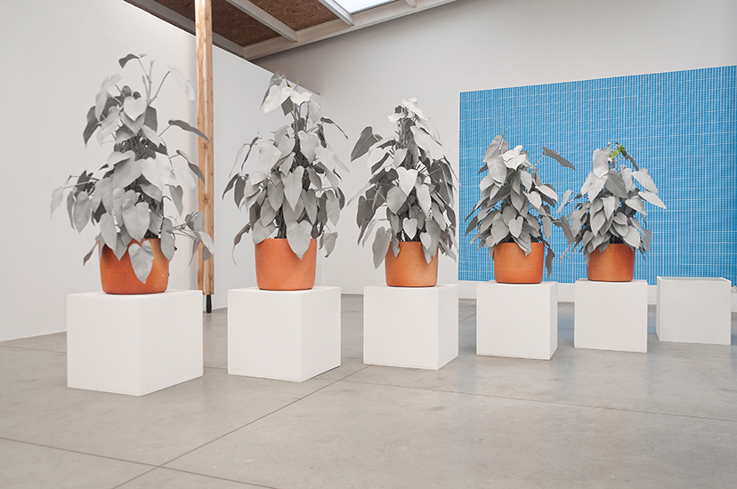 Marlon de Azambuja, Herencia, Escultura viva. Spray gris sobre planta nativa. 2015