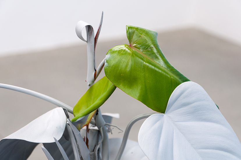 Marlon de Azambuja, Herencia, Escultura viva. Spray gris sobre planta nativa. 2015