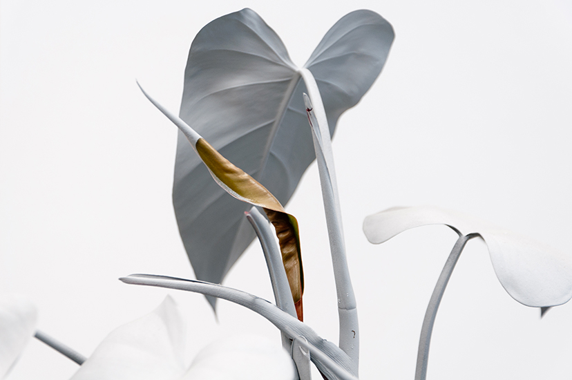 Marlon de Azambuja, Herencia, Escultura viva. Spray gris sobre planta nativa. 2015