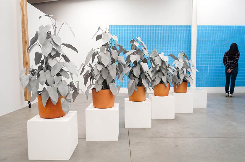 Marlon de Azambuja, Herencia, Escultura viva. Spray gris sobre planta nativa. 2015