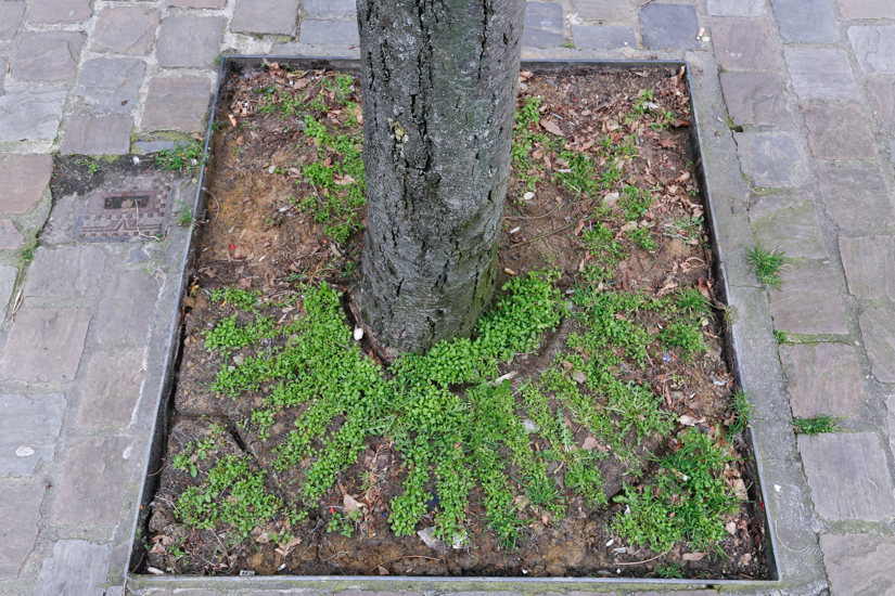 Tree hole of stolen metal grid in the city of Brussels