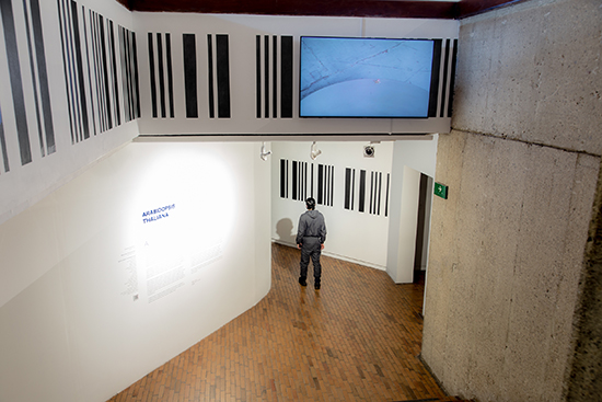 Arabidopsis Thaliana 2021-Installation shot