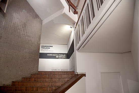 Arabidopsis Mambo_Santiago Reyes Villaveces_med-7