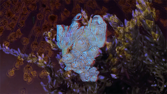 Arabidopsis Thaliana 2021-Still