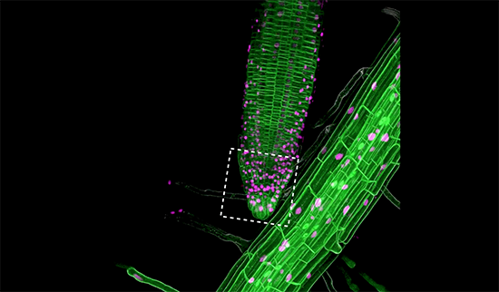 Arabidopsis Thaliana 2021-Still