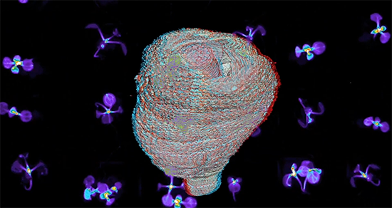 Arabidopsis Thaliana 2021-Still