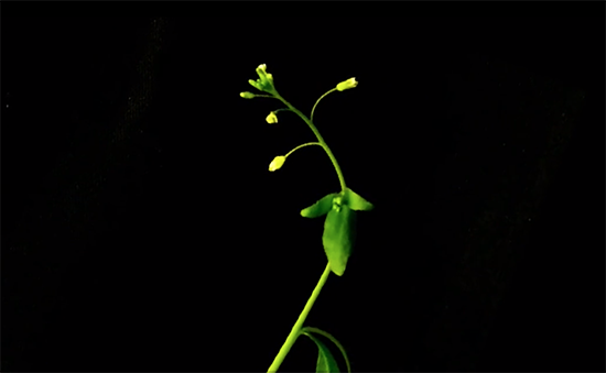 Arabidopsis Thaliana 2021-Still
