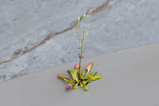 Antena Arabidopsis_Santiago Reyes Villaveces_med-13